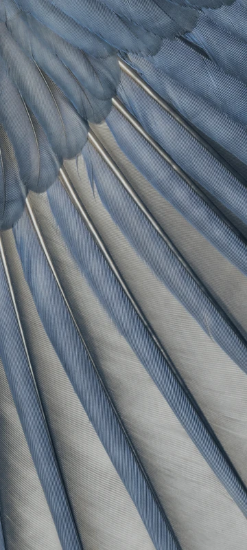 Google Pixel 7a Wallpaper 4K