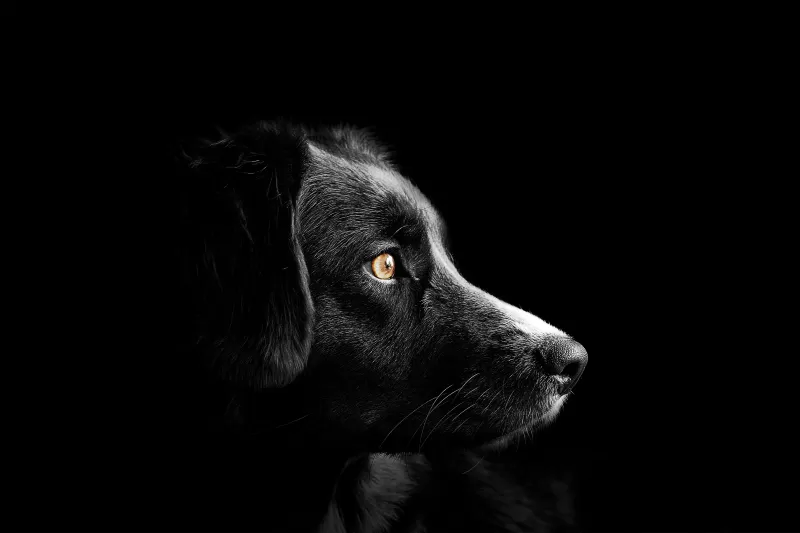Black dog, Cute puppies, Black background, Dark, AMOLED, 5K