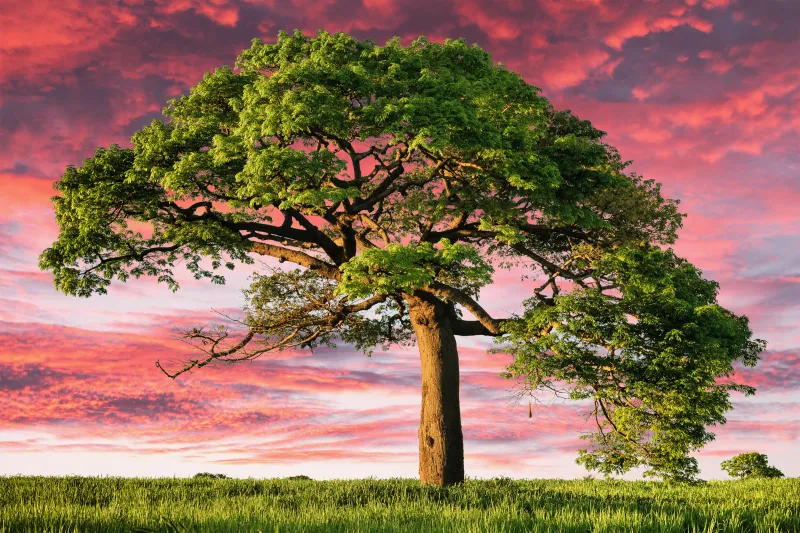 Lone tree, Aesthetic, Sunset, Landscape