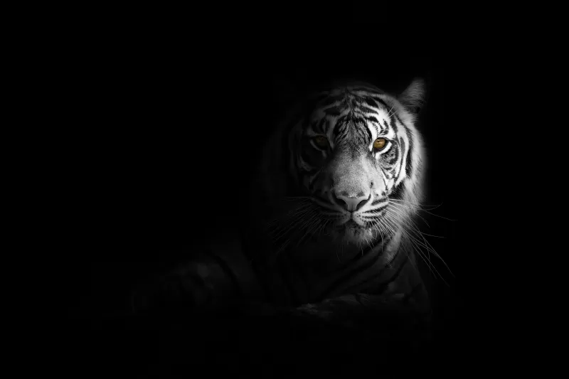 White tiger, Bengal Tiger, Black background, 5K
