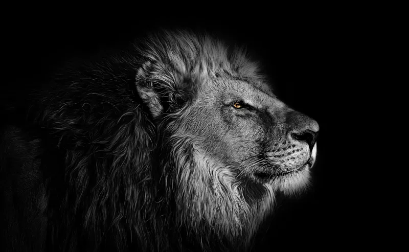 Lion, African, Black background, 5K