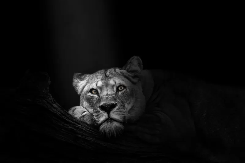 Lioness, African, Predator, Wild, 5K, Dark background, Monochrome