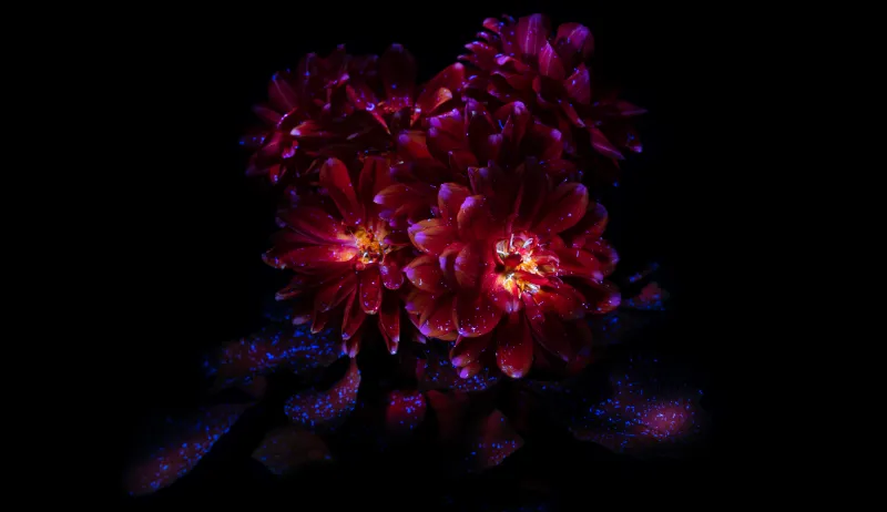 Chrysanthemum flowers Dark aesthetic, Bloom, AMOLED, 8K, Black background, 5K