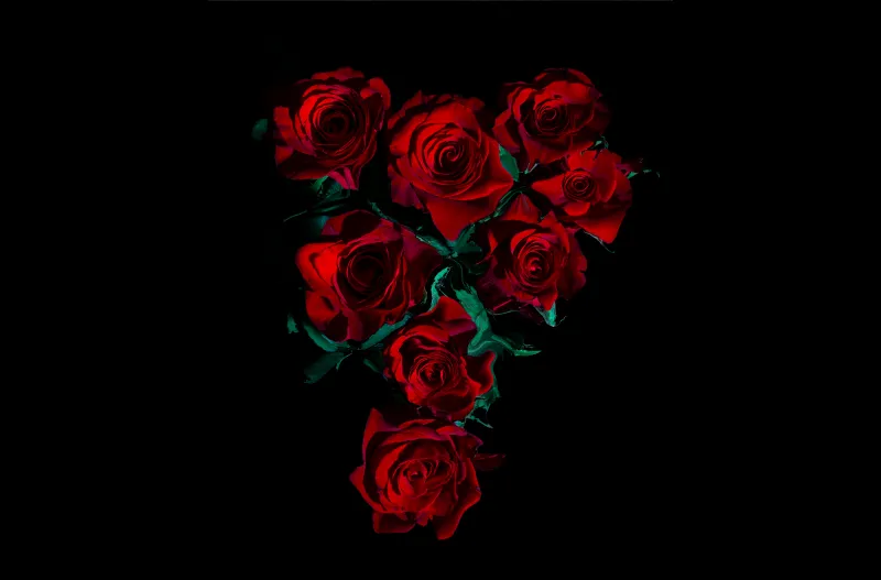 Red Roses, AMOLED, 8K, Rose flowers, Black background, 5K