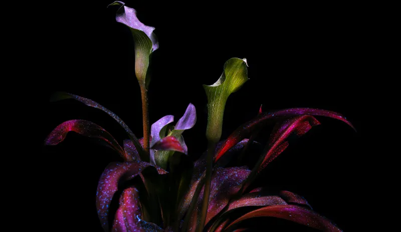 Calla lily, Botanical, Bloom, AMOLED, Arum lily, 8K, Exotic, Dark aesthetic, 5K