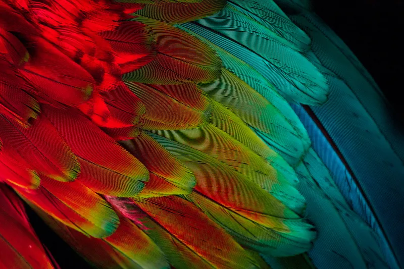 Parrot feathers, Colorful, 5K wallpaper, Texture, Pattern