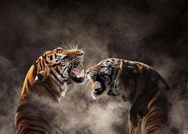 Tigers roaring, Bengal tiger fight, Dust, 4K wallpaper