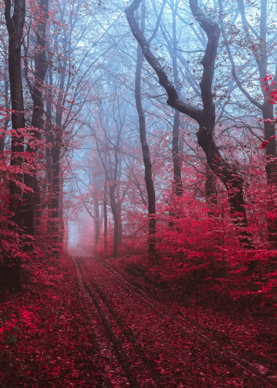 Maple trees, Maple leaves, Foliage, Path, Forest, Foggy, Morning