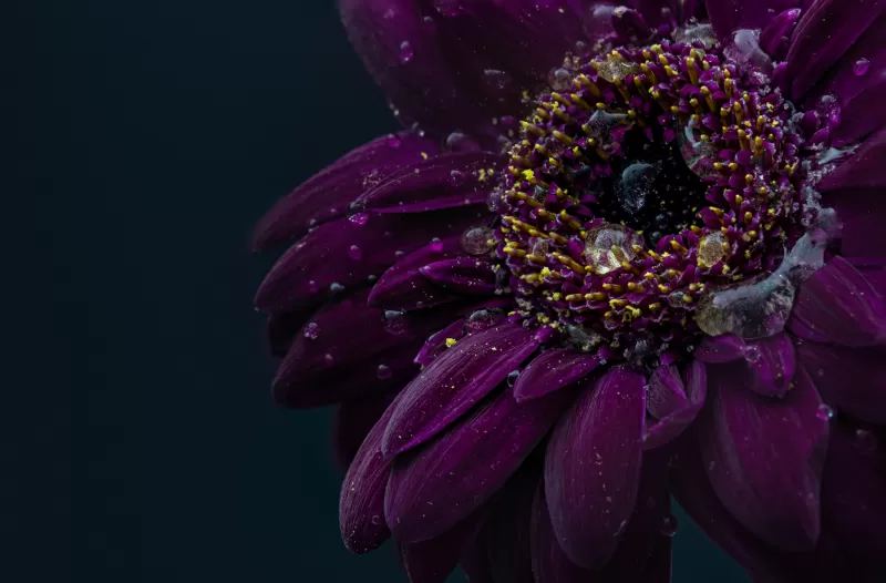 Purple gerbera wallpaper, Water droplets, Dark background