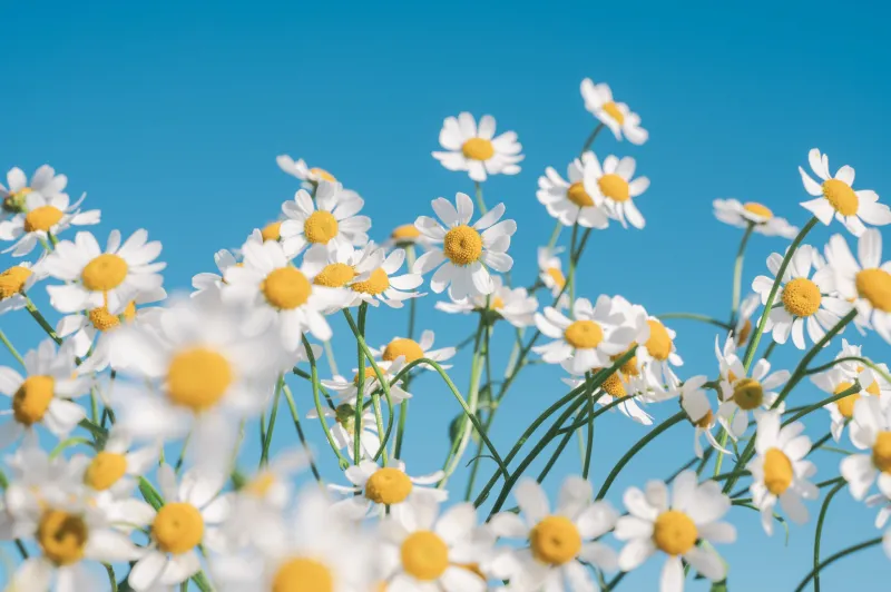 Chamomile flowers, White daisies, Blue sky, 4K wallpaper
