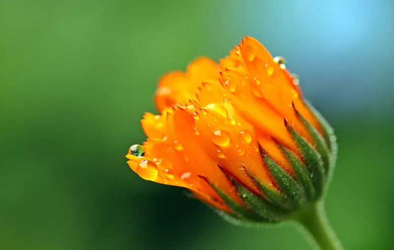 Marigold flower wallpaper, Dew drops, Green bokeh