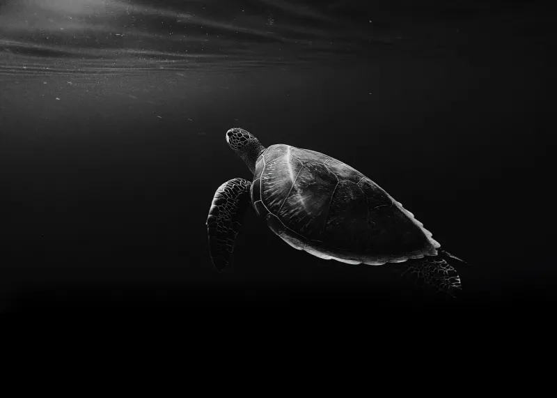 Sea turtle, Monochrome 4K