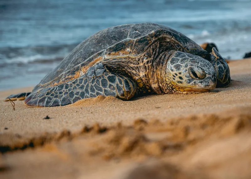 Sea turtle in Beach
