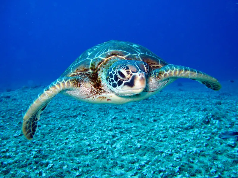 Sea turtle wallpaper 4K