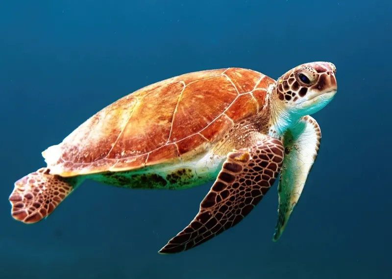 Sea turtle closeup, 4K wallpaper