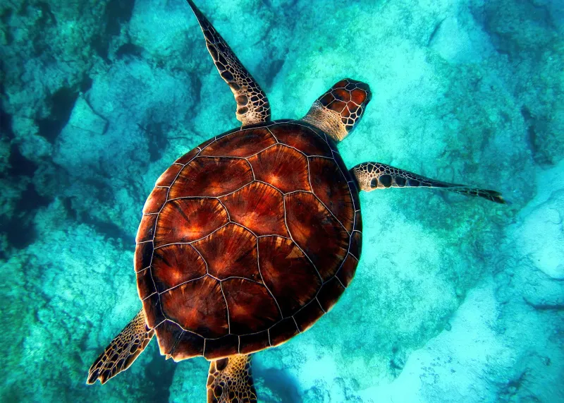 Sea turtle swimming