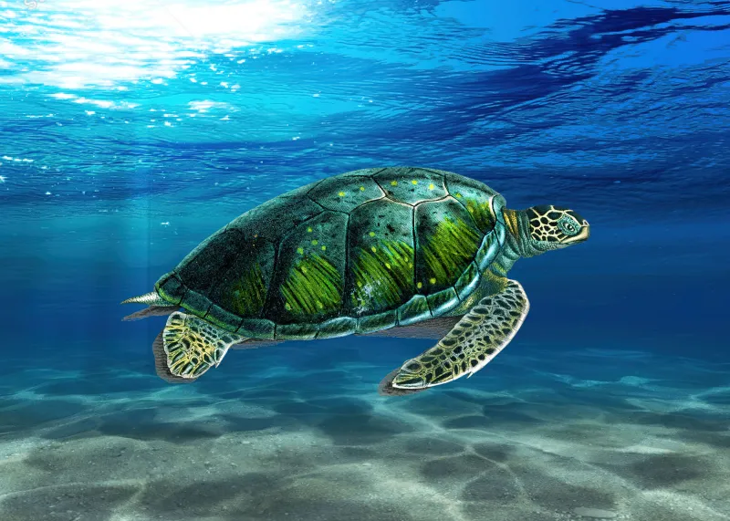 Sea turtle art