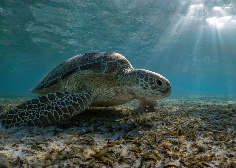 Sea turtle HD wallpaper