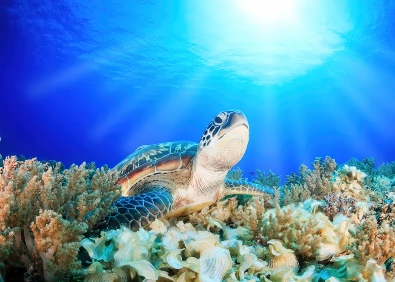 Sea turtle background