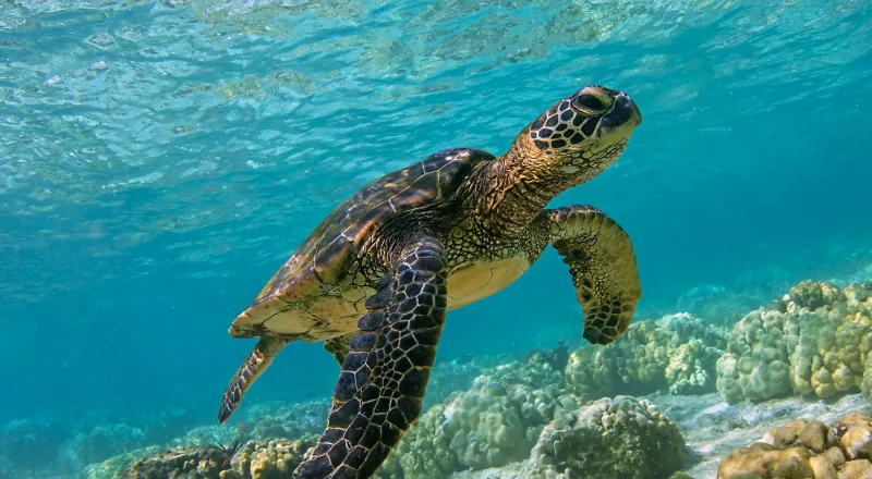 Sea turtle 4K background