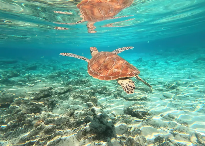 Sea turtle under water, 4K wallpaper