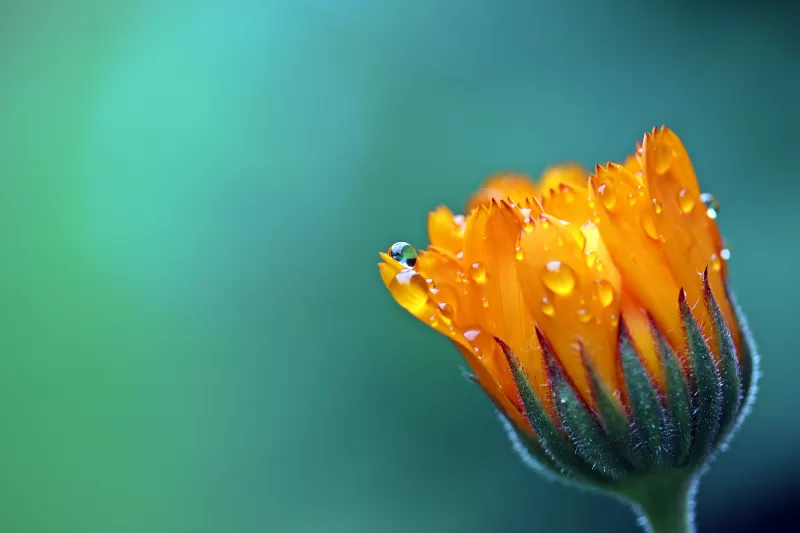 Water drops, Calendula flower wallpaper, Teal bokeh