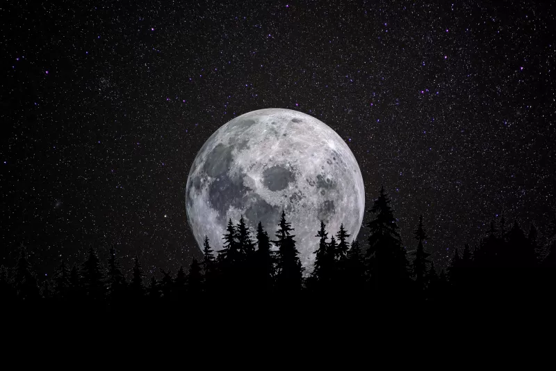 Full moon, Forest, Night, Dark, Starry sky, 5K, 8K