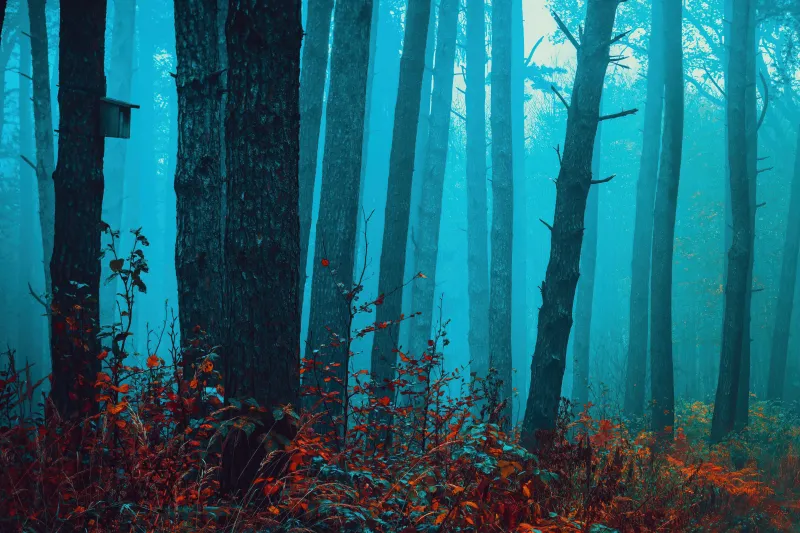 Foggy forest, Teal mist, Red autumn leaves, 4K wallpaper