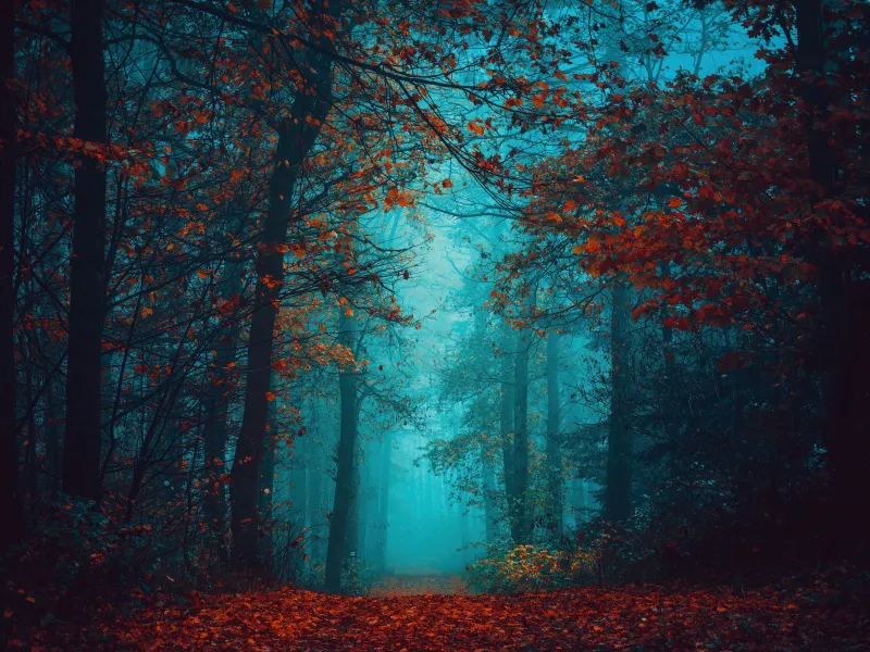 Foggy night Autumn Forest, Beauty, Mystical, Red leaves, Tranquility, Peace, Serene, Foggy forest, 5K
