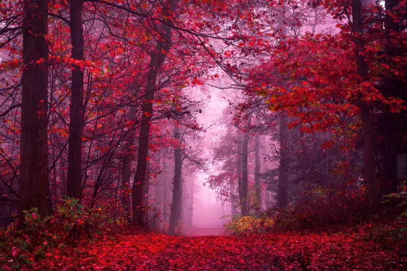 Enchanting Autumn Forest wallpaper, Path, Mystical, Foggy forest, Red leaves, Tranquility, Peace, Beauty, Serene, 5K, 8K