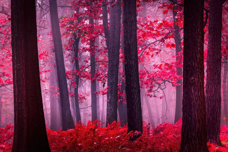 Serene Autumn Forest, Mystical, Foggy forest, Red leaves, Tranquility, Peace, Beauty, Enchanting, 5K
