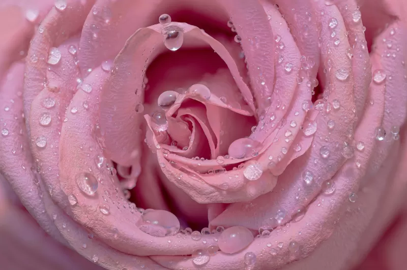 Pink rose wallpaper, Water droplets, Macro