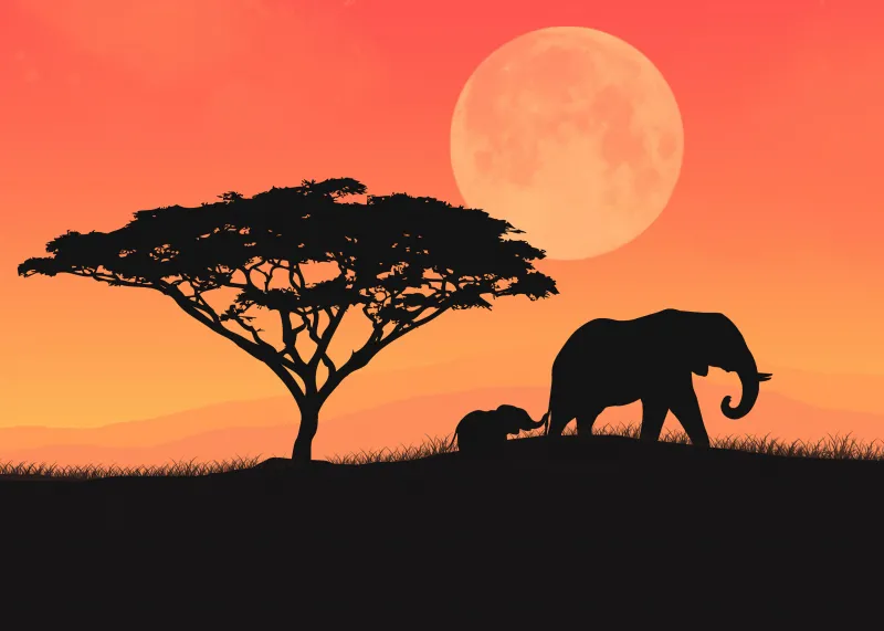 Elephant cub 4K wallpaper, Sunset, Silhouette