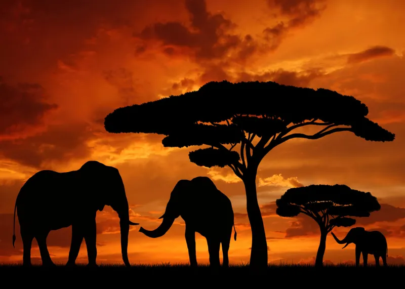 Elephants, Sunset, Silhouette