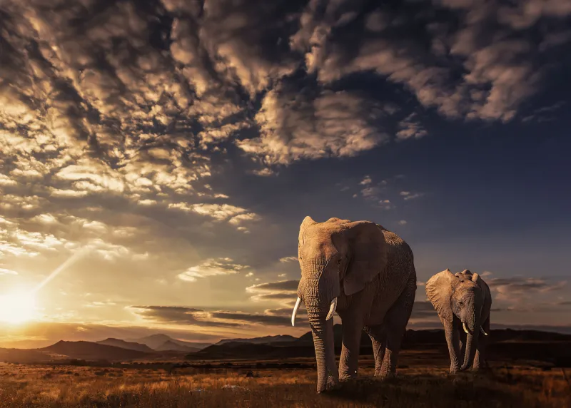 Elephants, 4k background