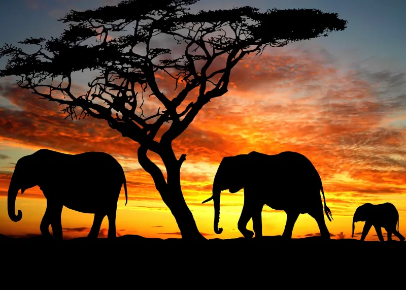 Elephants, Silhouette, 4K wallpaper, Sunset