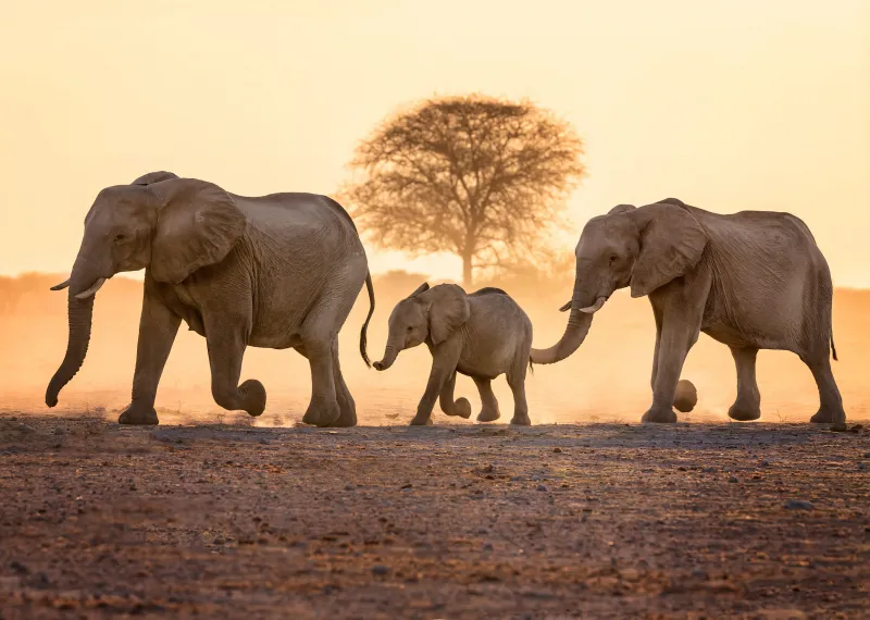 Elephant Family, 4K wallpaper, Wild