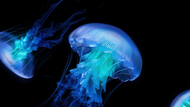 Jellyfish, AMOLED, Dark aesthetic, Ocean, CGI, Black background
