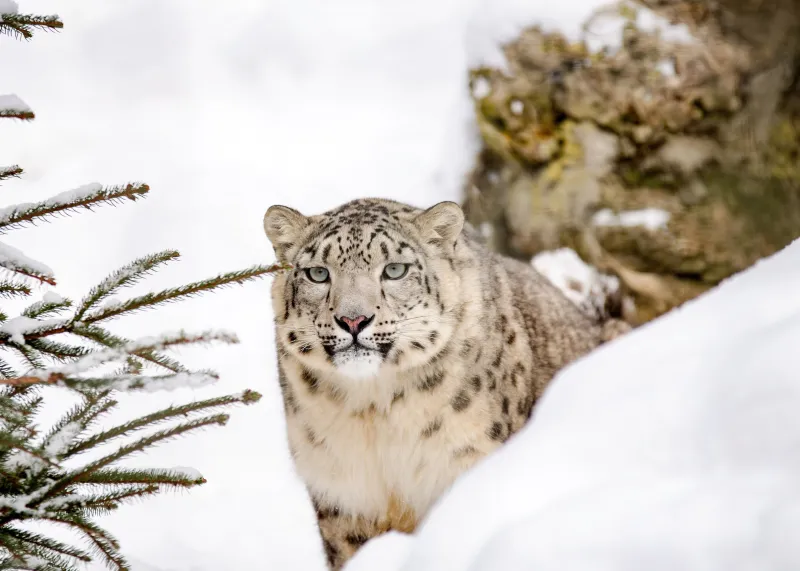 Snow leopard 4K background