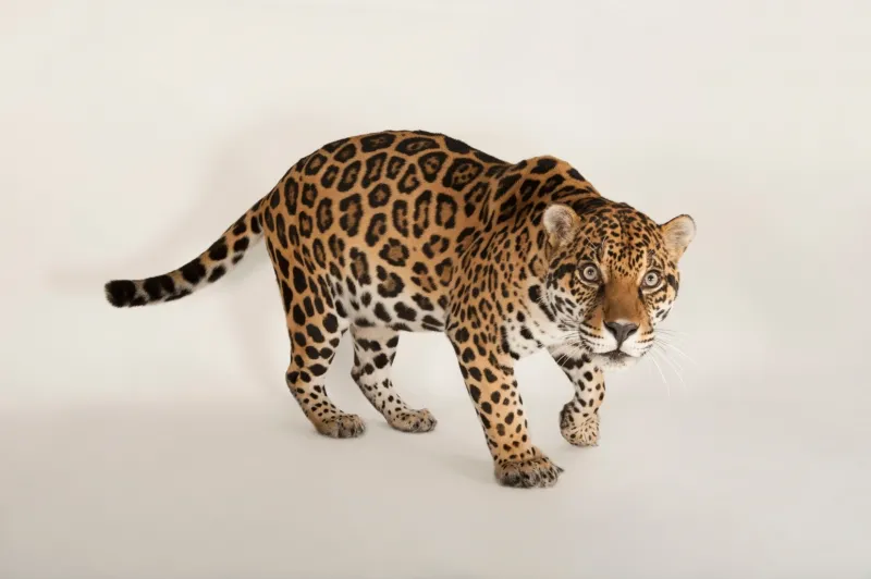 Jaguar, QHD background