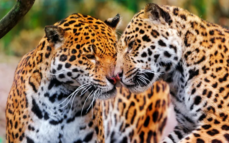 Jaguars HD wallpaper
