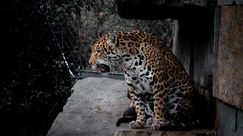 Jaguar 4K background