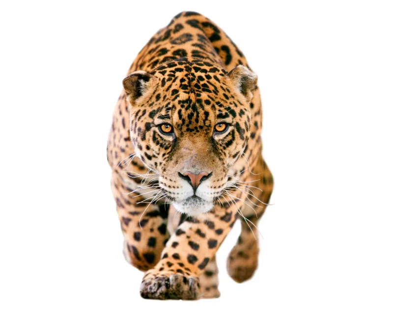Jaguar, 5K wallpaper