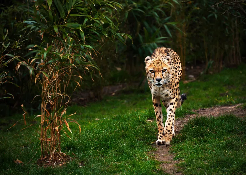 Cheetah background 4K
