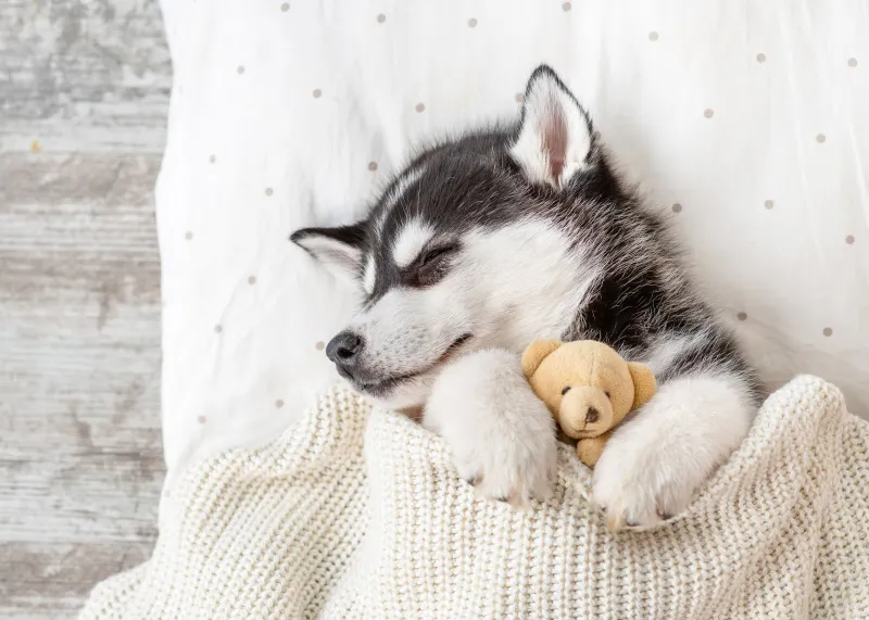 Cute sleeping puppy, 4K wallpaper