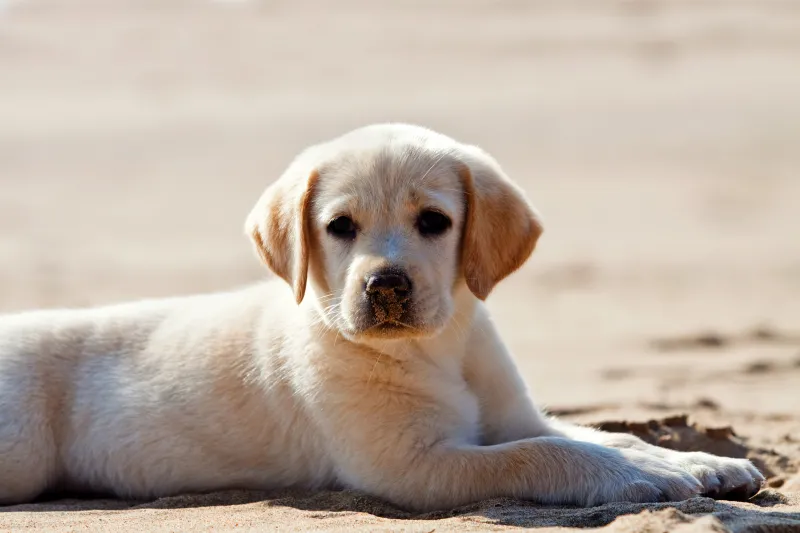 Labrador Puppy, 4k background