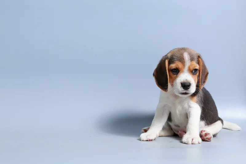 Beagle Puppy, 4K wallpaper