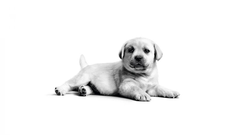 Labrador Puppy 4K wallpaper