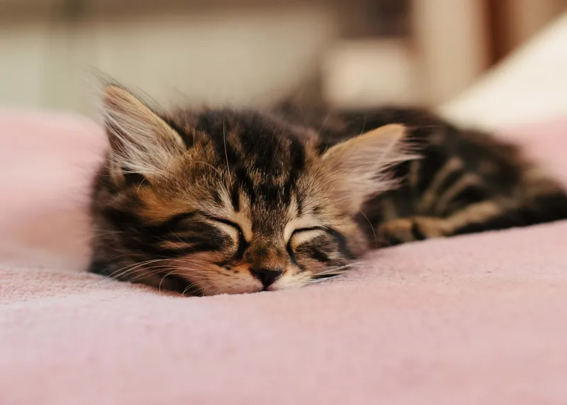 Cute sleeping cat 4K wallpaper