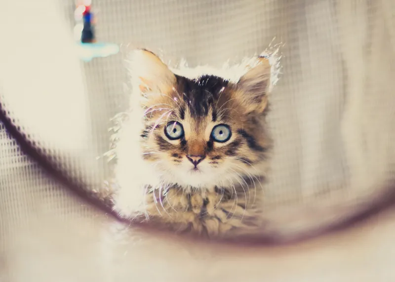 Cute kitten 4K wallpaper